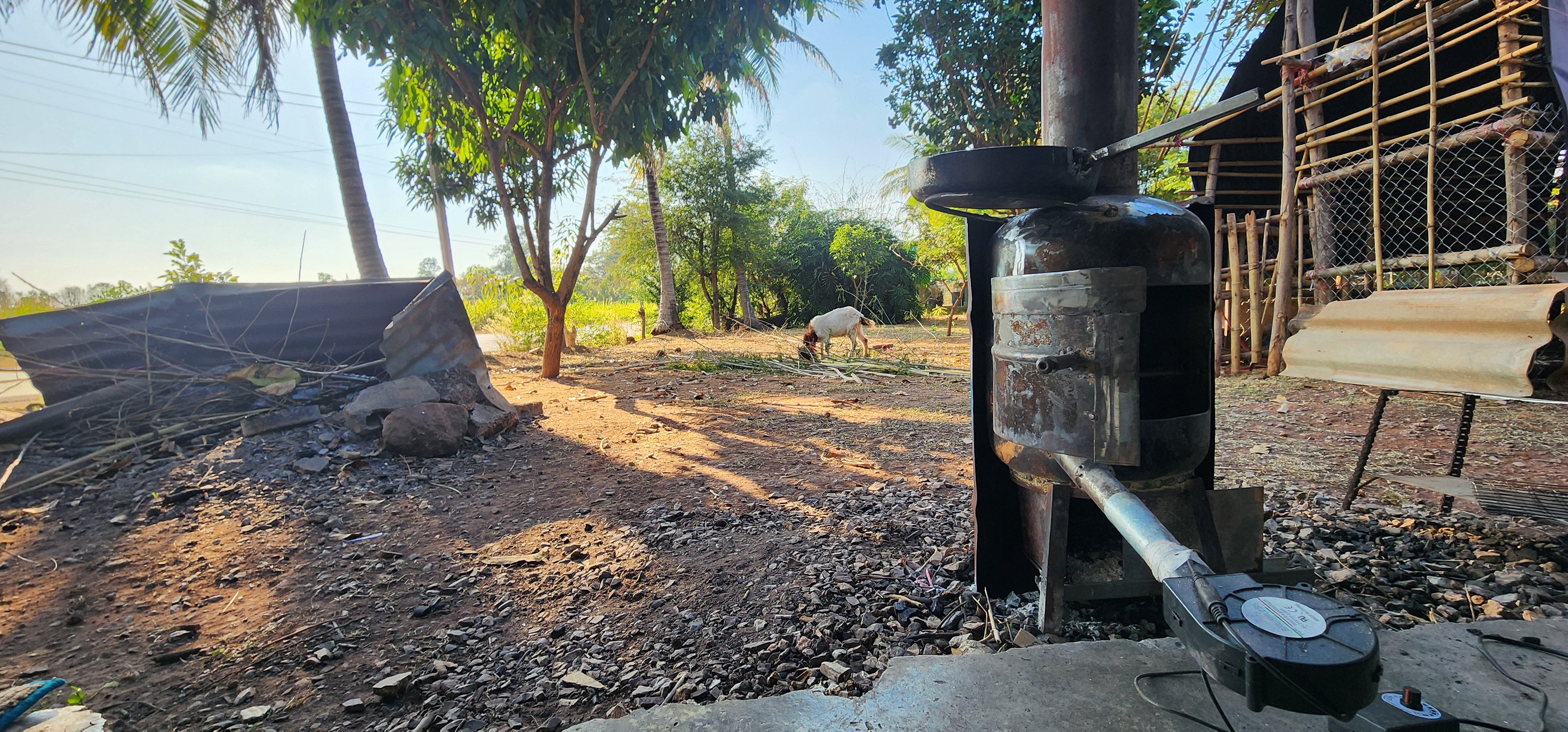 Friendly goat roaming on off-grid property in Thailand – part of daily rural and sustainable living.