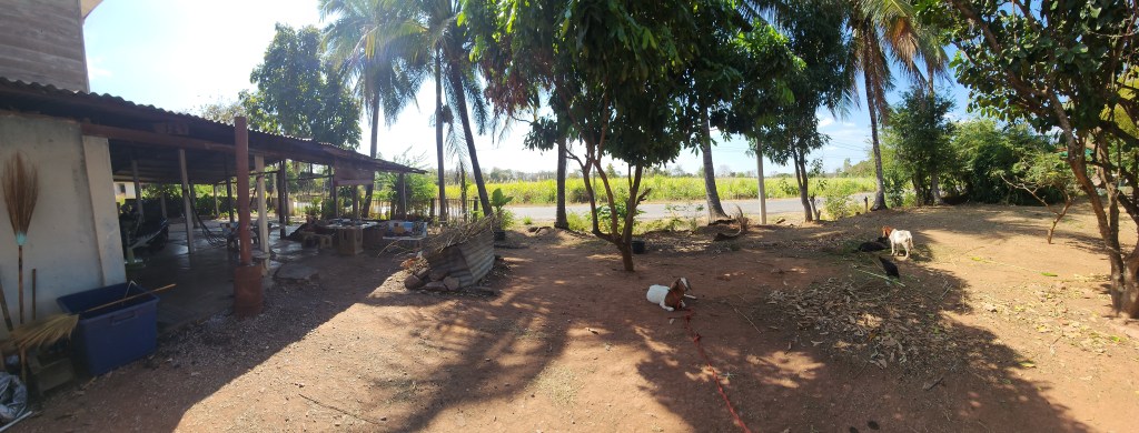 Off grid living in Thailand. A Thai style house with basic ameneties. Crops outside are sugar cane coconut trees and blue sky sunny day. Goats in the garden.